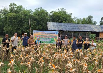 Polsek Tanjung Batu Polres Ogan Ilir Dukung Program Ketahanan Pangan, Hadiri Panen Jagung di Desa Tebedak I
