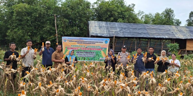 Polsek Tanjung Batu Polres Ogan Ilir Dukung Program Ketahanan Pangan, Hadiri Panen Jagung di Desa Tebedak I