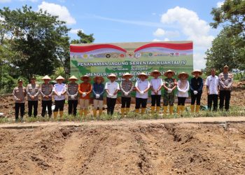 Penanaman Jagung Serentak Kuartal IV, Dukung Swasembada Pangan Nasional 2025