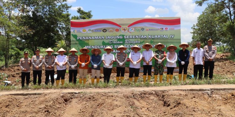 Penanaman Jagung Serentak Kuartal IV, Dukung Swasembada Pangan Nasional 2025