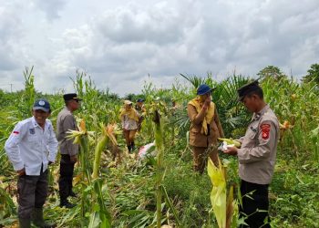 Polsek Rantau Alai Polres Ogan Ilir Gelar Panen Jagung Pipil Program Ketahanan Pangan di Desa Lubuk Segonang, Kecamatan Kandis