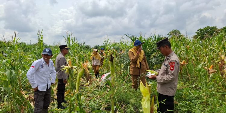 Polsek Rantau Alai Polres Ogan Ilir Gelar Panen Jagung Pipil Program Ketahanan Pangan di Desa Lubuk Segonang, Kecamatan Kandis