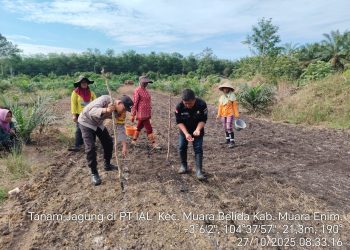 Polsek Gelumbang Dukung Program Ketahanan Pangan Lewat Penanaman Jagung di Lahan PT IAL