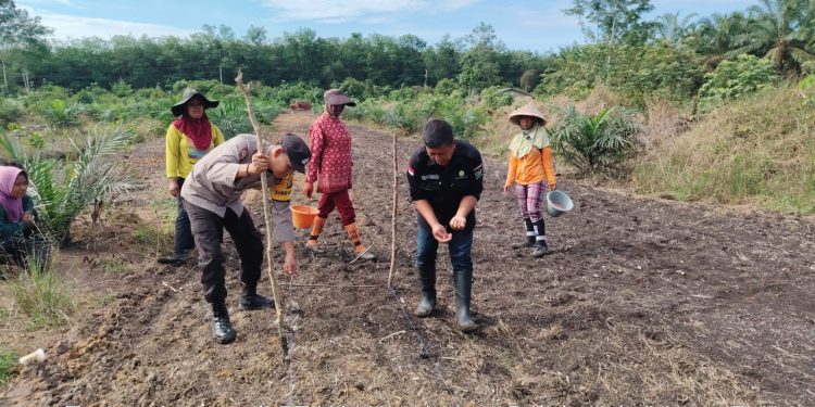 Polsek Gelumbang Dukung Program Ketahanan Pangan Lewat Penanaman Jagung di Lahan PT IAL