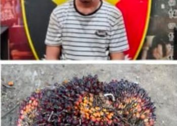 Polres Muara Enim Berhasil Ringkus Pencuri Sawit di Tengah Operasi Sikat II Musi 2025