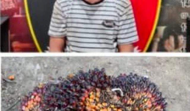 Polres Muara Enim Berhasil Ringkus Pencuri Sawit di Tengah Operasi Sikat II Musi 2025