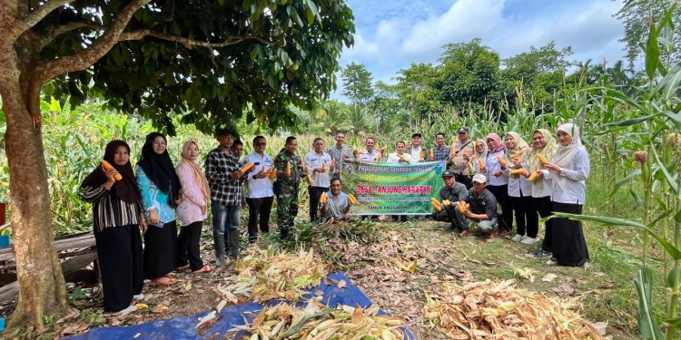 Polsek Tanjung Raja Bersama Pemdes Tanjung Harapan Panen Jagung Dukung Ketahanan Pangan Nasional