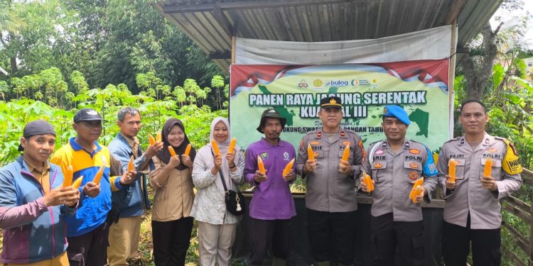 Polsek Lawang Kidul Dampingi Panen Jagung di Tegal Rejo, Wujud Dukungan Polri pada Ketahanan Pangan