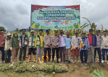 Semangat Tani Membara! Kelompok Tani Tanjung Raya Tenam Bungkuk Sukses Panen Jagung, Dukung Ketahanan Pangan Nasional
