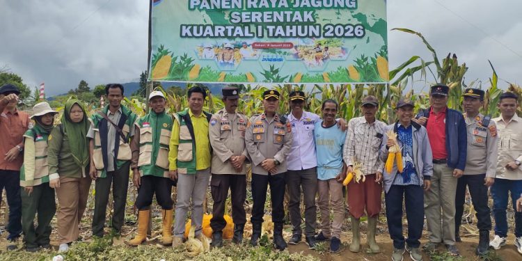 Semangat Tani Membara! Kelompok Tani Tanjung Raya Tenam Bungkuk Sukses Panen Jagung, Dukung Ketahanan Pangan Nasional