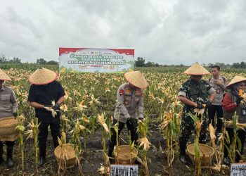 Polda Sumsel Gelar Panen Raya Jagung Serentak Kuartal IV,Di ogan ilir Dukung Swasembada Pangan Nasional 2025