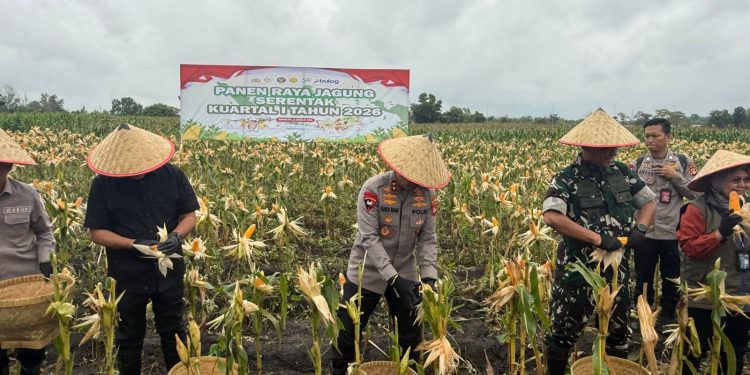 Polda Sumsel Gelar Panen Raya Jagung Serentak Kuartal IV,Di ogan ilir Dukung Swasembada Pangan Nasional 2025