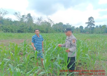 Polsek Rambang Monitoring Perkembangan Jagung Kuartal IV di Desa Sugihan, Dukung Ketahanan Pangan Nasional