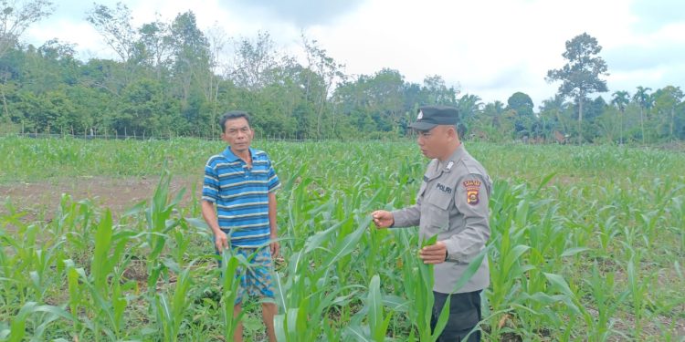 Polsek Rambang Monitoring Perkembangan Jagung Kuartal IV di Desa Sugihan, Dukung Ketahanan Pangan Nasional