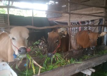 Jelang Hari Raya, Iwan Lakukan Penggemukan Sapi Dan Antisipasi Permintaan Pasar