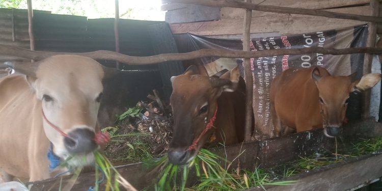 Jelang Hari Raya, Iwan Lakukan Penggemukan Sapi Dan Antisipasi Permintaan Pasar