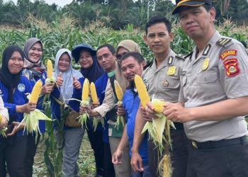 Ipda M.Aliudin.S.H Kanit Binpolmas Sat Binmas Polres Musi Rawas Utara Panen Jagung Manis di Kebun Mako Polres