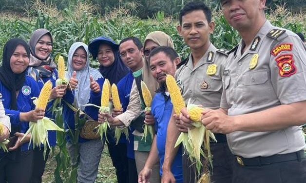 Ipda M.Aliudin.S.H Kanit Binpolmas Sat Binmas Polres Musi Rawas Utara Panen Jagung Manis di Kebun Mako Polres
