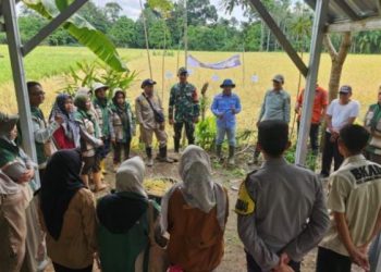 Desa Penanggiran Gunung Megang Muara Enim Sukses Hasilkan Panen Raya Padi 2026